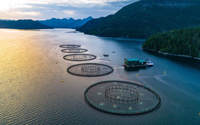 A Grieg Seafood farm in British Columbia, Canada