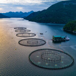 A Grieg Seafood farm in British Columbia, Canada