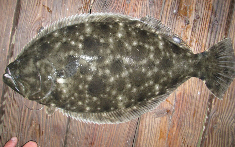 A flounder caught in North Carolina