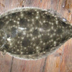 A flounder caught in North Carolina