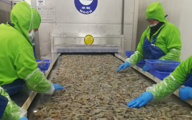 Workers process shrimp at a Peruvian processing facility.