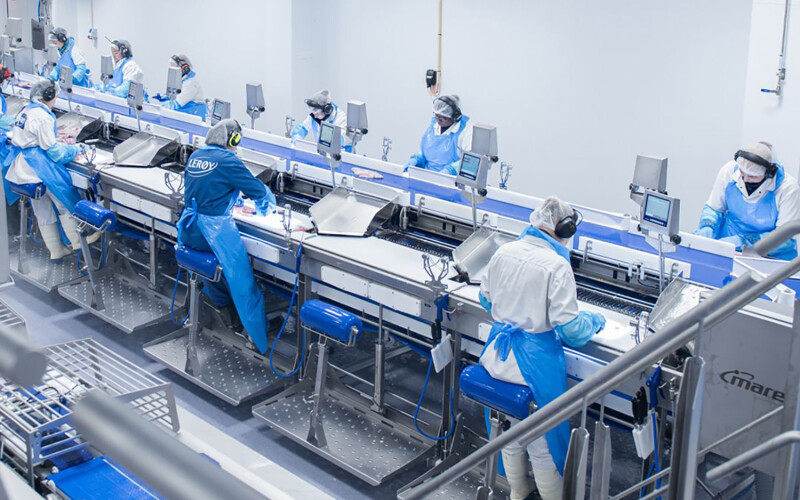 Lerøy employees working at the firm's upgraded processing facility in Båtsfjord, Norway