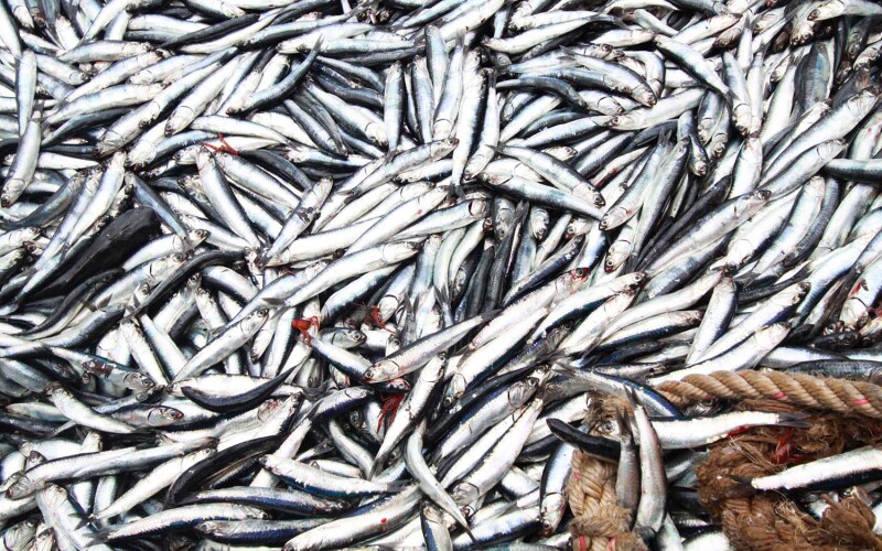 A large pile of anchovies caught in Peru