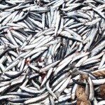 A large pile of anchovies caught in Peru