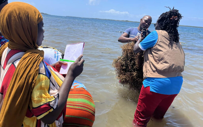 Kenyan seaweed farmers harvesting their product