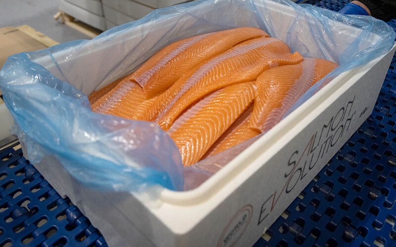 Salmon fillets placed in a box for transport