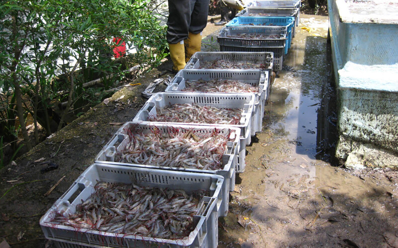 Pacific white shrimp on an Ecuadorian farm