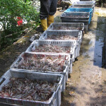 Pacific white shrimp on an Ecuadorian farm