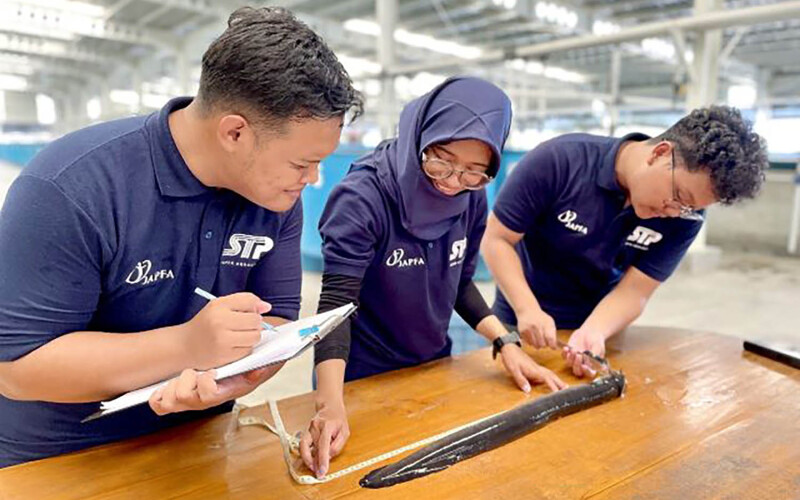 Japfa researchers measuring an eel raised in captivity