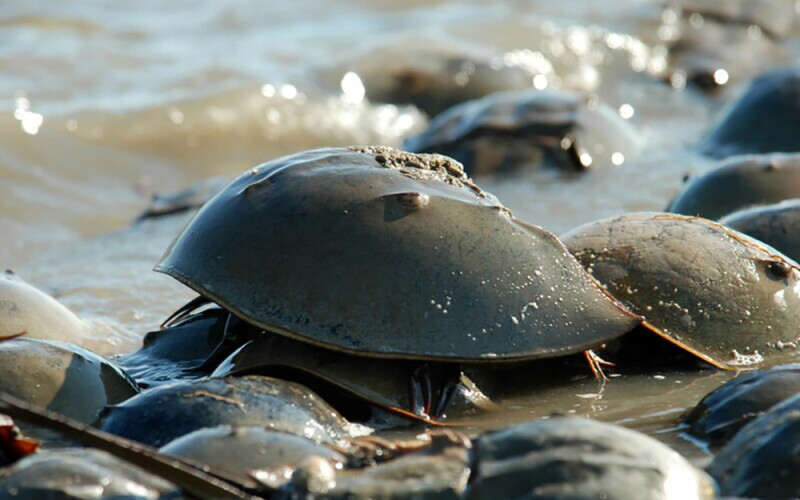 A horseshoe crab in the water