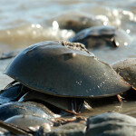 A horseshoe crab in the water
