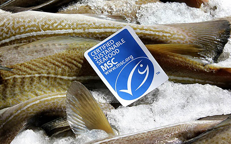 An MSC label on whitefish