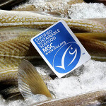An MSC label on whitefish