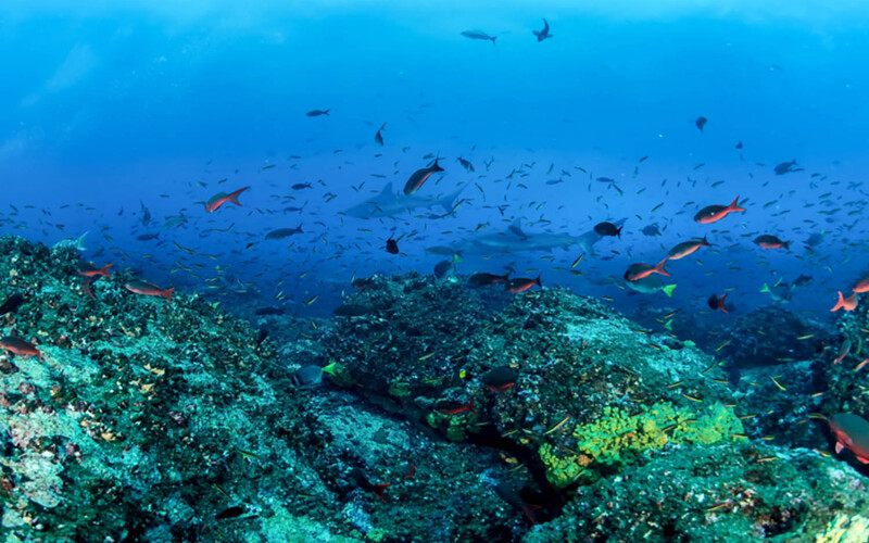 Marine wildlife in the ocean off the Maldives