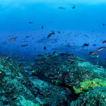 Marine wildlife in the ocean off the Maldives