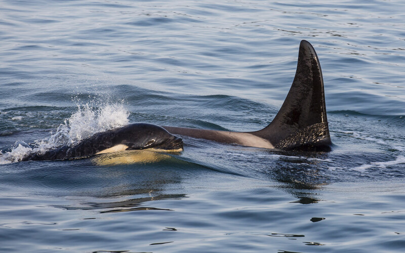 A killer whale in Southeast Alaska