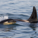 A killer whale in Southeast Alaska