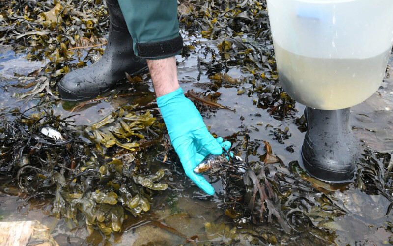 A researcher collecting a mussel in Canada