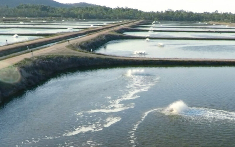 Shrimp aquaculture ponds operated by Seafarms Group