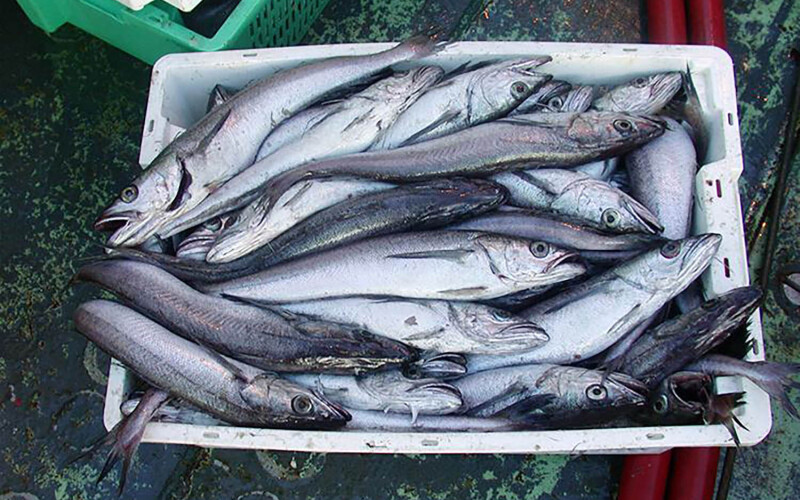 Pacific whiting in a bucket