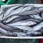 Pacific whiting in a bucket