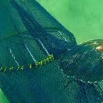 A turtle excluder device in India