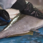A Kingfish Company worker filleting a yellowtail kingfish