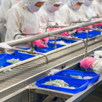 Workers process shrimp in a shrimp-processing facility in Vietnam