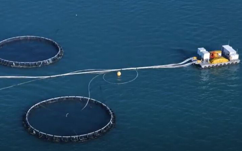 A Barramundi Group farm