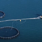 A Barramundi Group farm