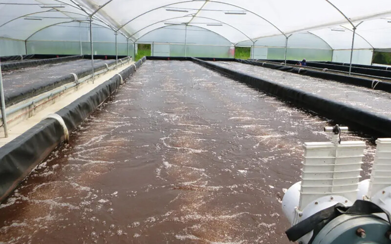 A shrimp pond on an Ecuadorian shrimp farm