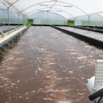 A shrimp pond on an Ecuadorian shrimp farm