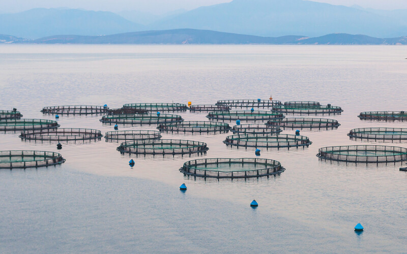 Water in the Ionian sea, tinted pink and blue by the sun, filled with sea bream and sea bass farming cages, which are round and float on top of the water. In the background, mountains appear blue through the mist.