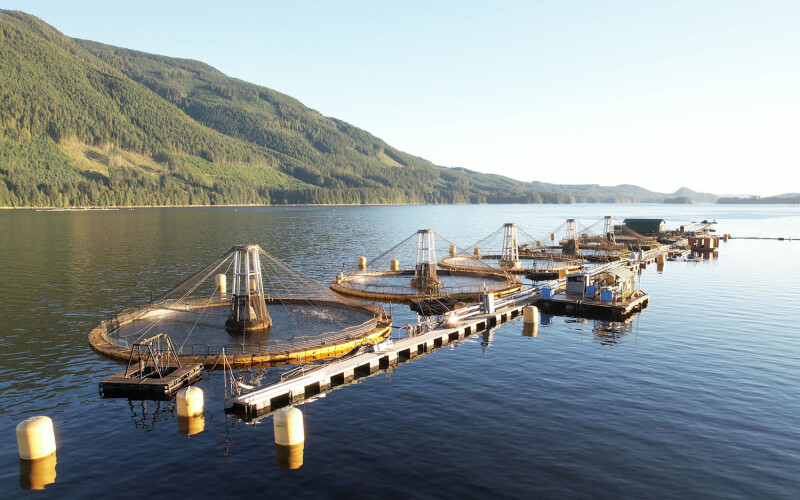 An aerial view of multiple aquaculture net pens floating in the water with mountains in the background