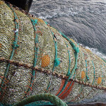 A net hauling in Pacific whiting