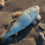 A dead menhaden washed up on a sandy beach.