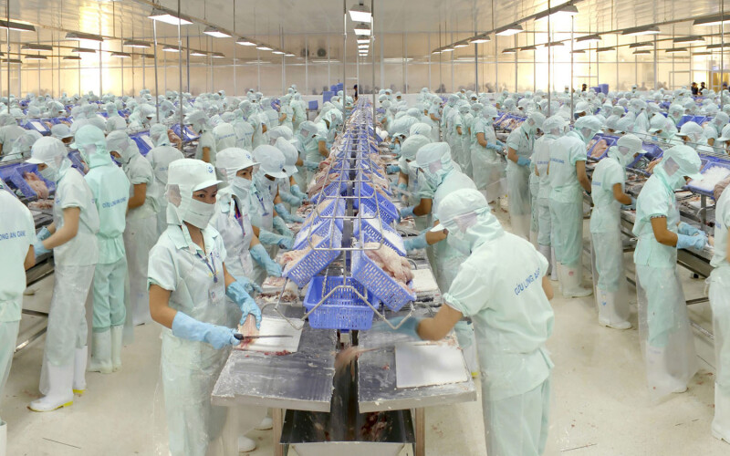 A pangsius processing factory floor featuring rows of employees in masks and gloves processing pangasius fillets on metal tables.