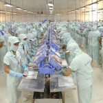 A pangsius processing factory floor featuring rows of employees in masks and gloves processing pangasius fillets on metal tables.