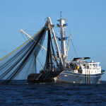 A purse seine tuna fishing vessel at sea with its net extended