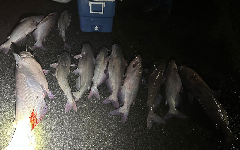A pile of dead catfish by a cooler, illuminated by a flashlight.