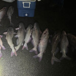 A pile of dead catfish by a cooler, illuminated by a flashlight.