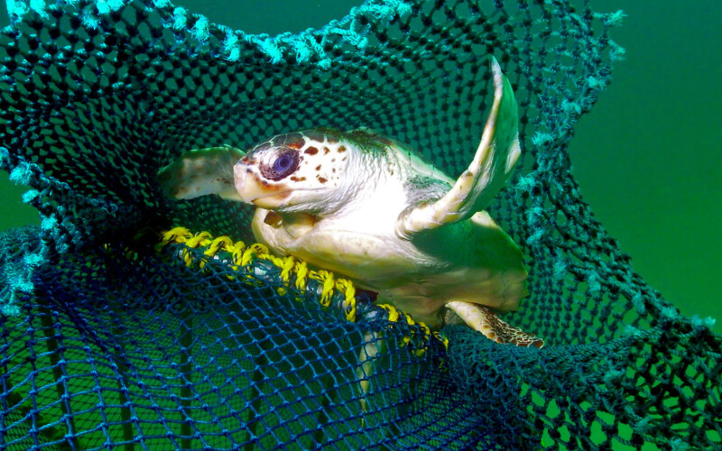 A turtle escaping from a net equipped with a turtle-excluder device