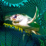 A turtle escaping from a net equipped with a turtle-excluder device