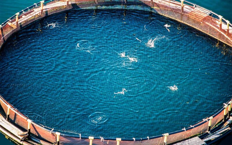 Aerial shot of a salmon farm on Grand Manan Island, New Brunswick, Canada. Bright blue water is surrounded by a fence made of orange netting. Salmon flop in the water, seen through the net at the top of the enclosure.