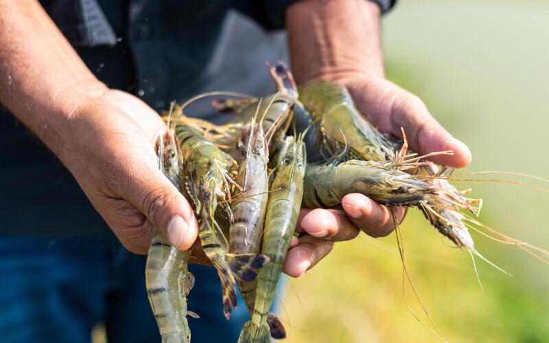An Ecuadorian shrimp farmer holding farmed shrimp