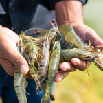 An Ecuadorian shrimp farmer holding farmed shrimp