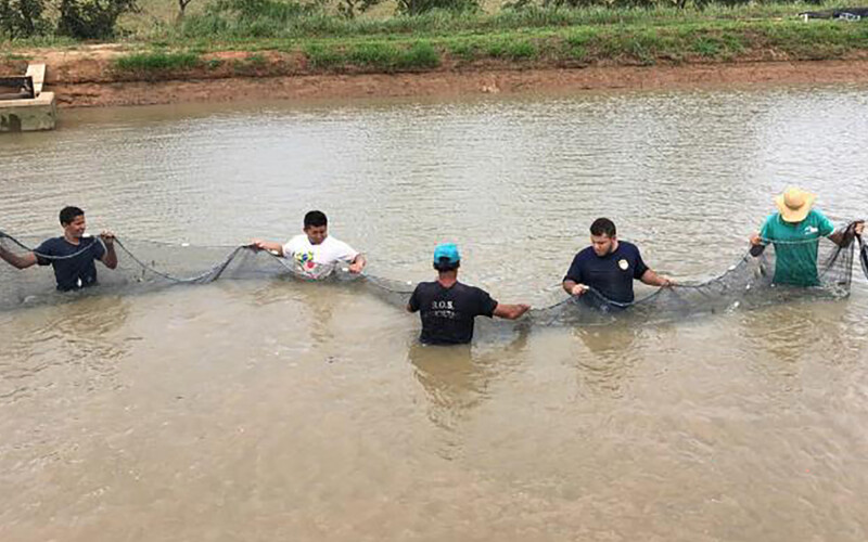 Five tilapia farmers hold a net as they stand in a row in light brown water.