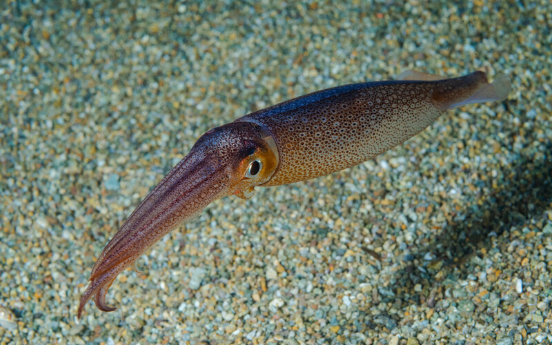 A Japanese flying squid with its tentacles pulled inward swimming near the ocean floor