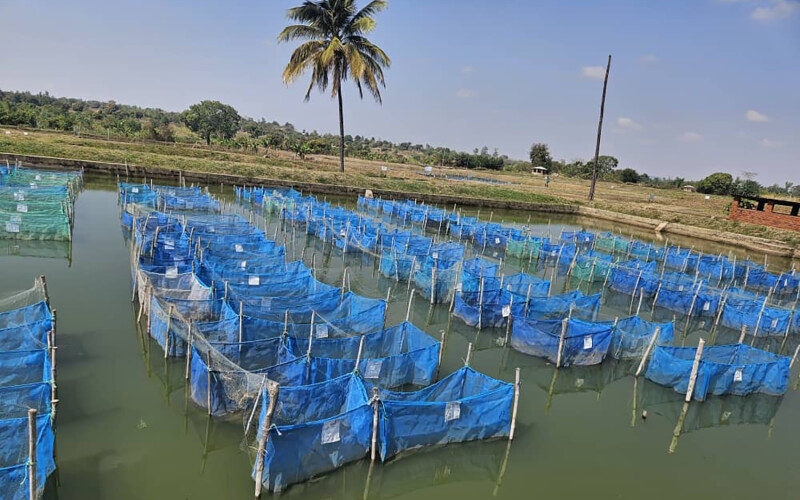 A pond with net pens at a fish hatchery in Malawi