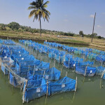 A pond with net pens at a fish hatchery in Malawi
